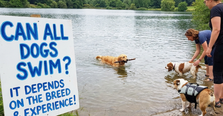 Dog wearing a buoyancy aid beside a swimming pool