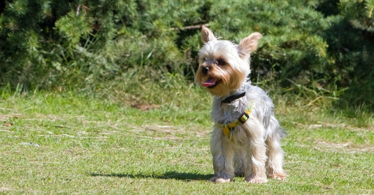 Small dog walking on a lead in a park